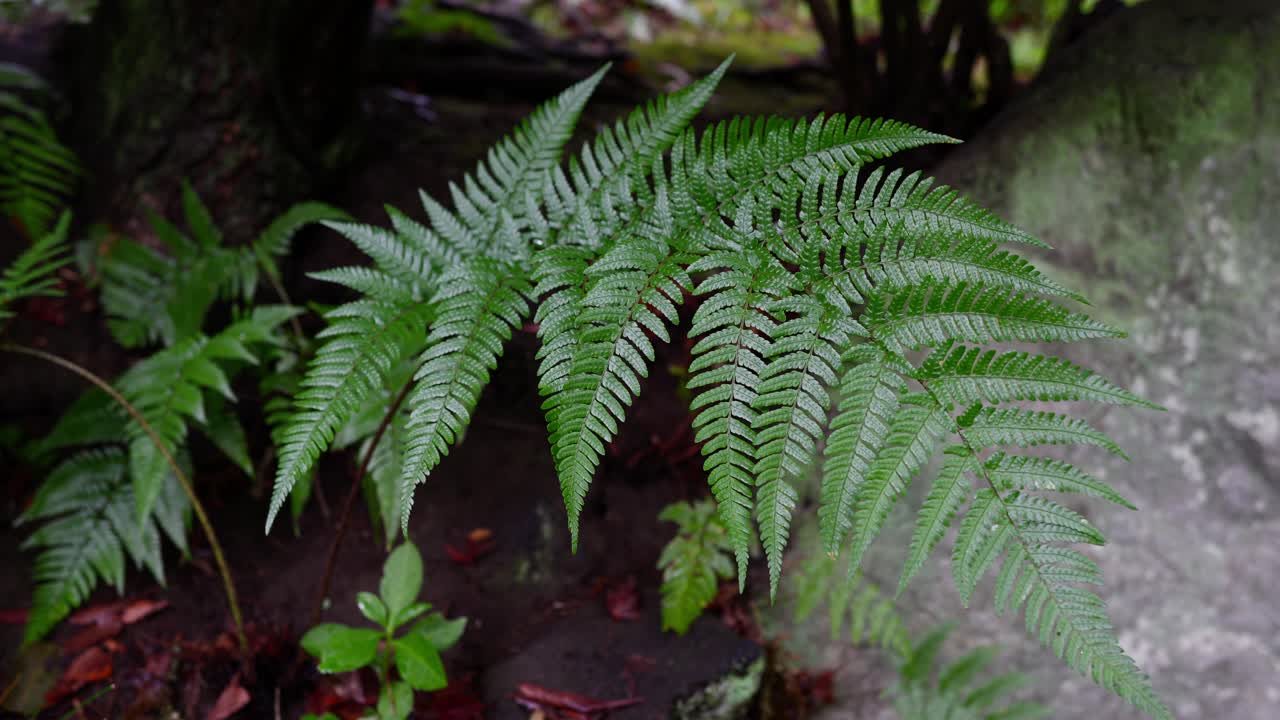 A close-up shot of a vibrant green fern plant with a blurred, natural forest background