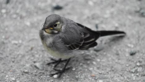 a close-up shot of a wagtail bird sitting on the rock