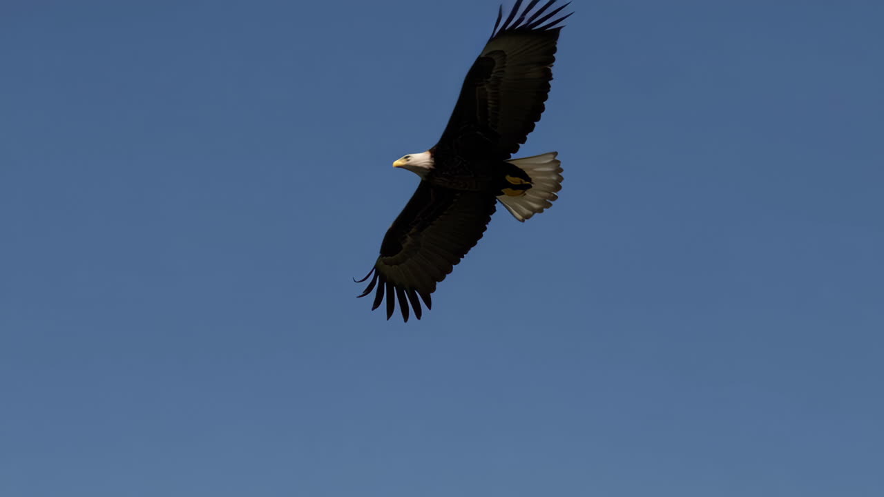 águila calva en vuelo