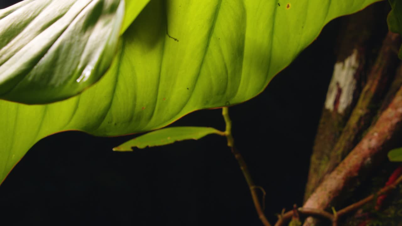 Tilt Up revel of cobra mantis as it shows off its bold shape and color on a jungle leaf in of Peru’s rainforest