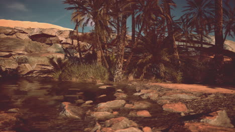 palmeras en un oasis del desierto