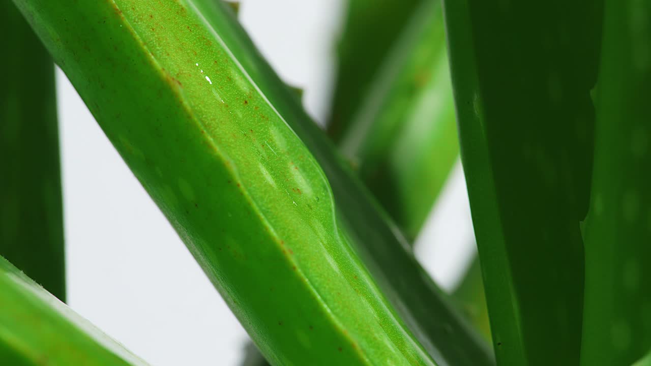 hoja de aloe vera con jugo, gel gotea de los tallos sobre fondo blanco. primer plano de hojas de plantas suculentas, planta medicinal natural para cosméticos orgánicos
