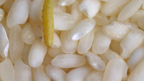 moth larva crawls on rice grains. macro shot