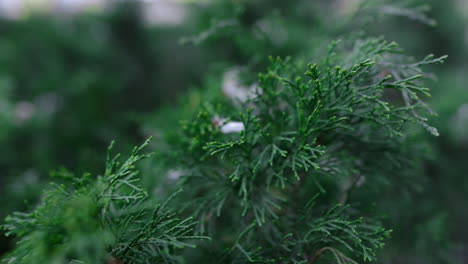 green bush swaying wind at garden. white cherry flower on thuja tree branch