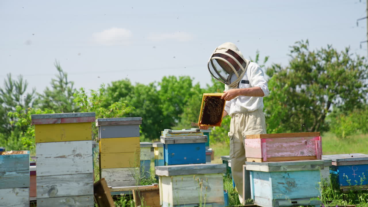 Apiarist wearing protective hat holds the frame in his hands. Beekeeper scratches the frame with the help of instrument. Nature backdrop.