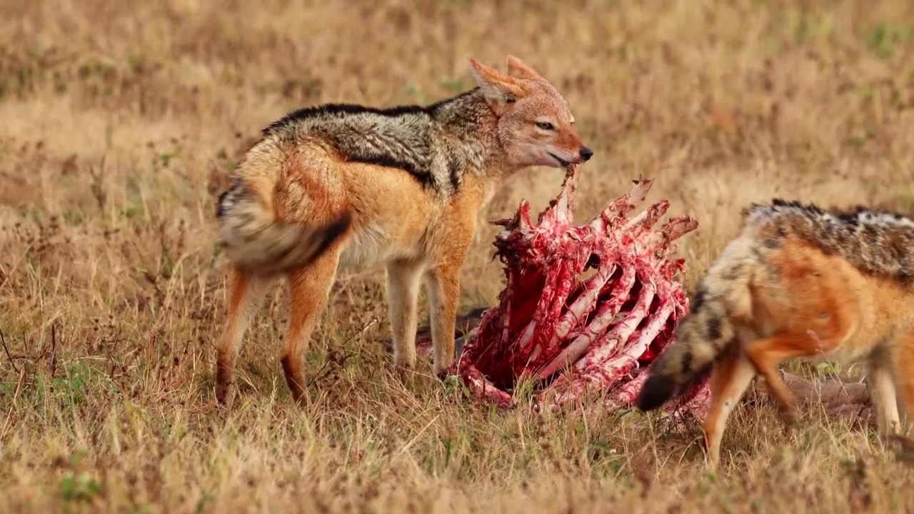 Aggressive black-backed jackal attacks an intruder getting too close to carcass