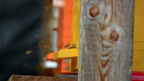 closeup of bees flying in and out of a bee hive in 4k in slow motion-1