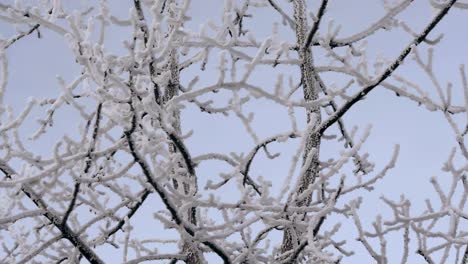 Árbol-Con-Incrustaciones-De-Nieve-En-Anchorage,-Alaska