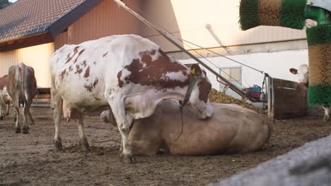 Weite-Aufnahme-Von-Simmentaler-Kühen,-Die-Auf-Dem-Bauernhof-Grasen,-österreichische-Landschaft,-Tag