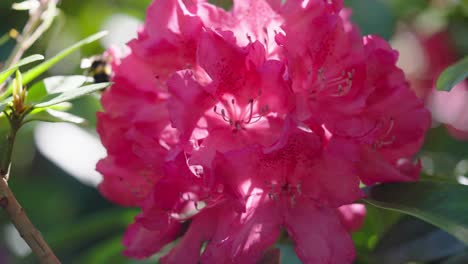 Honey-bee-pollinates-single-Rhododendron-flower,-captured-slow-motion