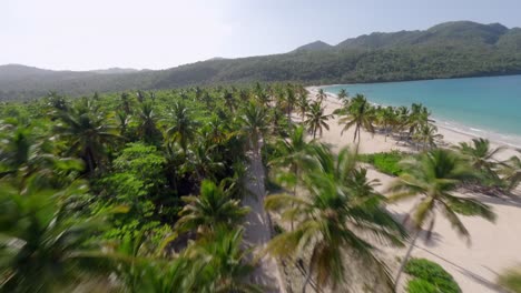 palmeras a lo largo de la playa rincon, samaná en la república dominicana