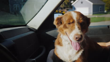 the dog travels with the owner in the car the pet is wearing sunglasses