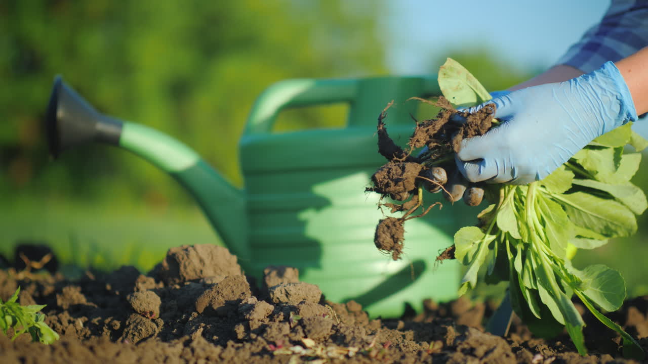 Hands In Gloves Hold Cabbage Seedlings On The Background Of A Watering Can For Irrigation Work In A 