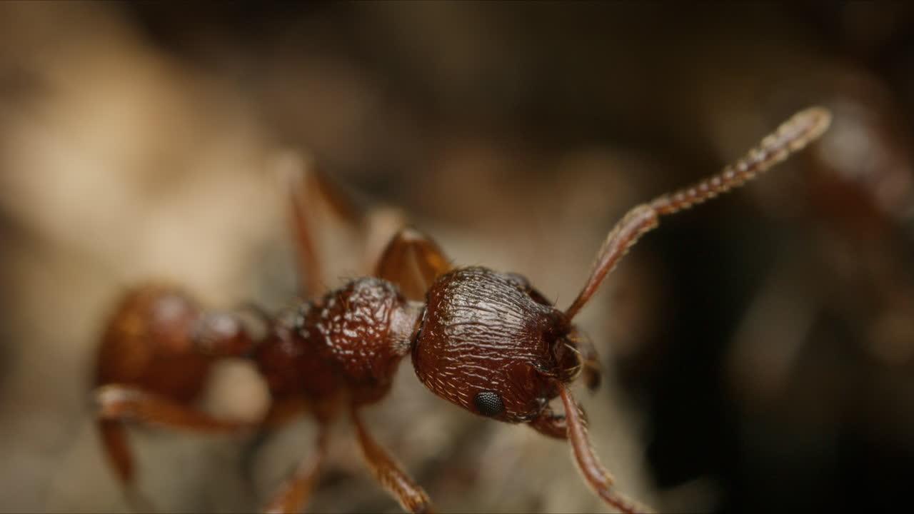 Macro close-up red ant, Myrmica rubra