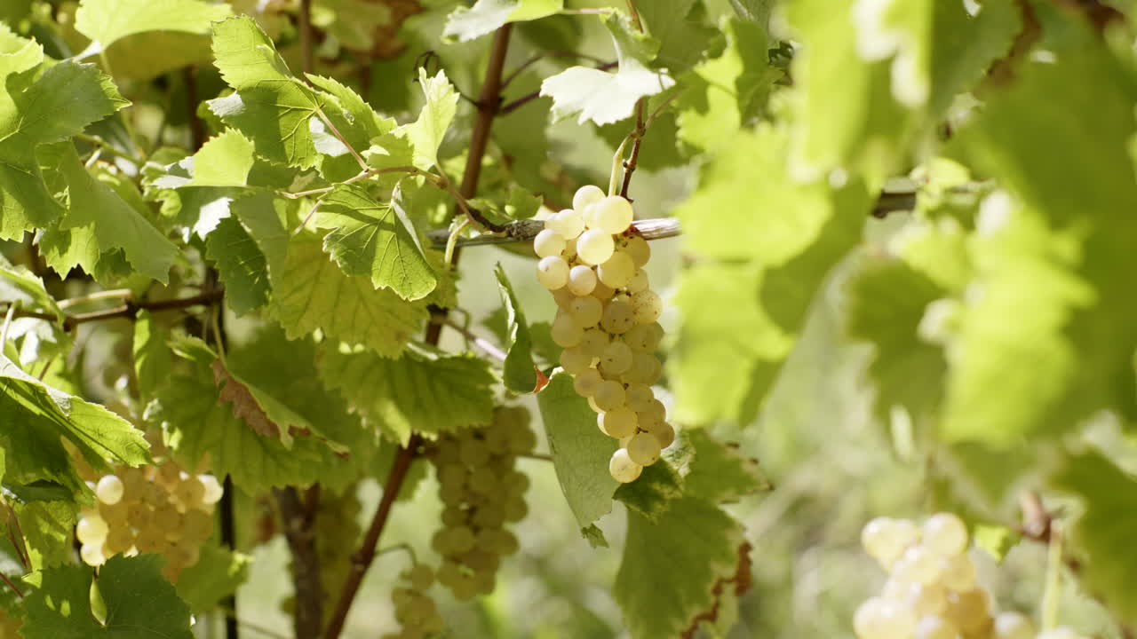 White Grapes on the Vine