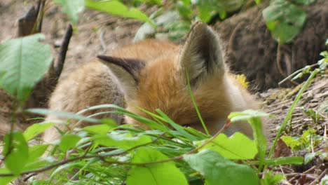 Cute-red-fox-cub-stands-in-the-grass-and-looks-at-the-camera