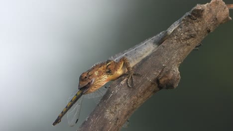 Lizard-eating---Dragonfly---food---hunt-