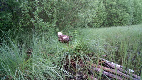 western marsh harrier (circus aeruginosus) has landed near its nest and is exploring its surroundings