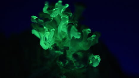 timelapse de hongos luminiscentes en movimiento - panellus stipticus
