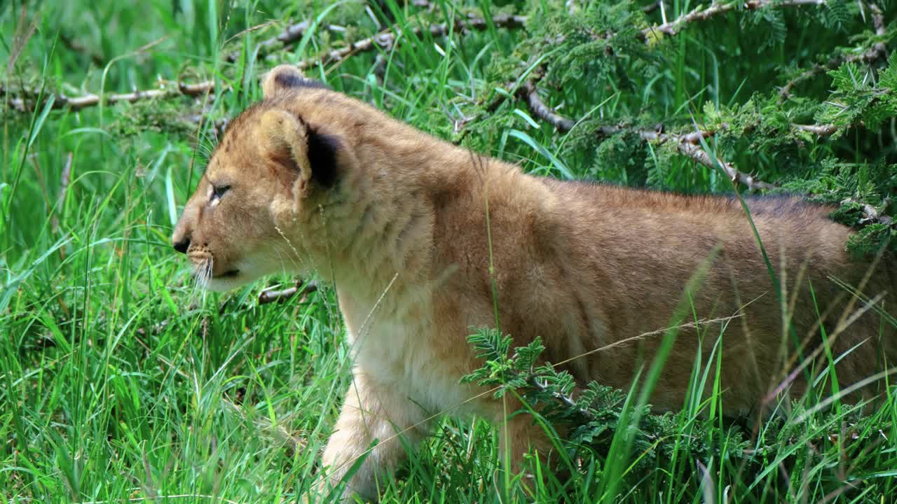 een leeuwenkind rust in de schaduw over groen gras in maasai mara, kenia