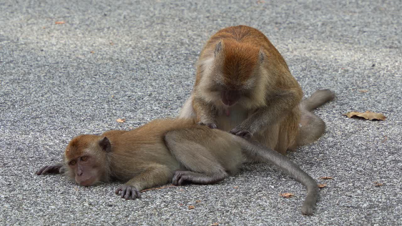 dos macacos de cola larga vistos en el camino pavimentado, uno acostado en el suelo y el otro recogiendo pieles y mostrando un comportamiento de aseo social, tiro de cerca