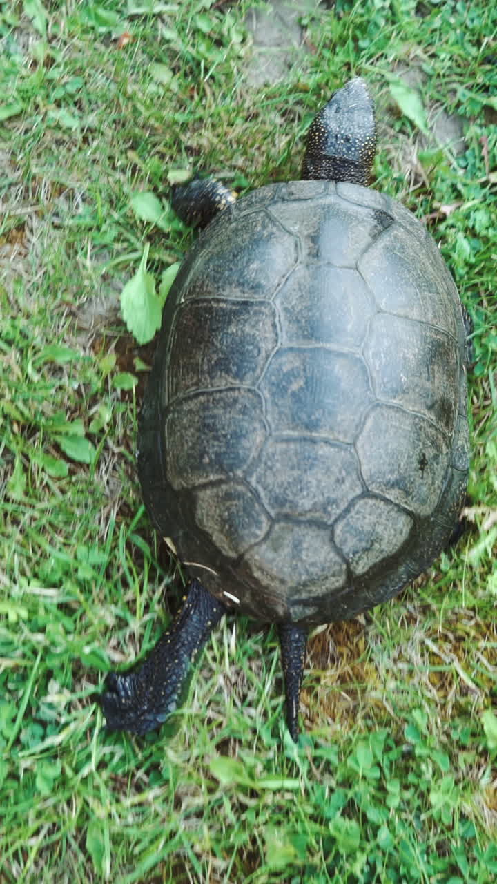 Turtle crawling on the ground among the plants. View from above Vertical video