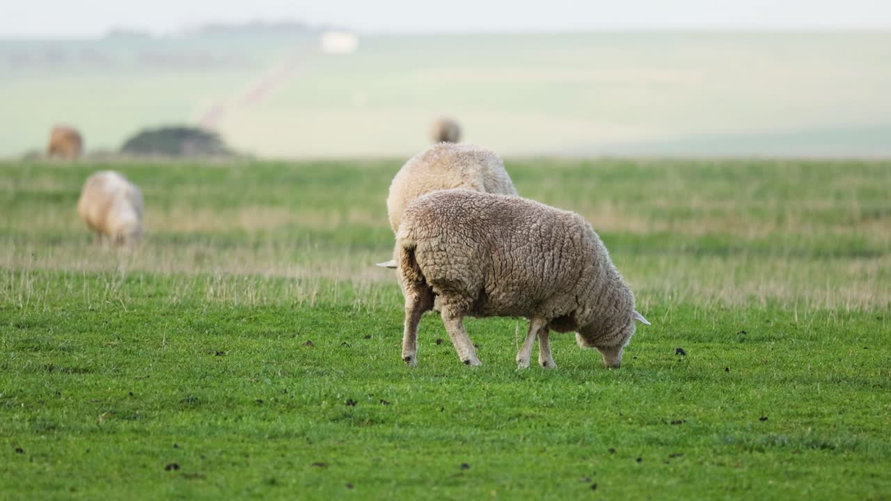 양 들 이 푸른 들판 에서 평화롭게 먹이를 먹고 있다