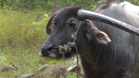 a large asian water buffalo twitching its ears to rid the flies and an old knotted rope around its head