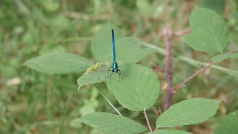 Close-up-front-view-of-small-Dragonfly-species,-Damselfly,-on-top-of-leaf-in-the-forest