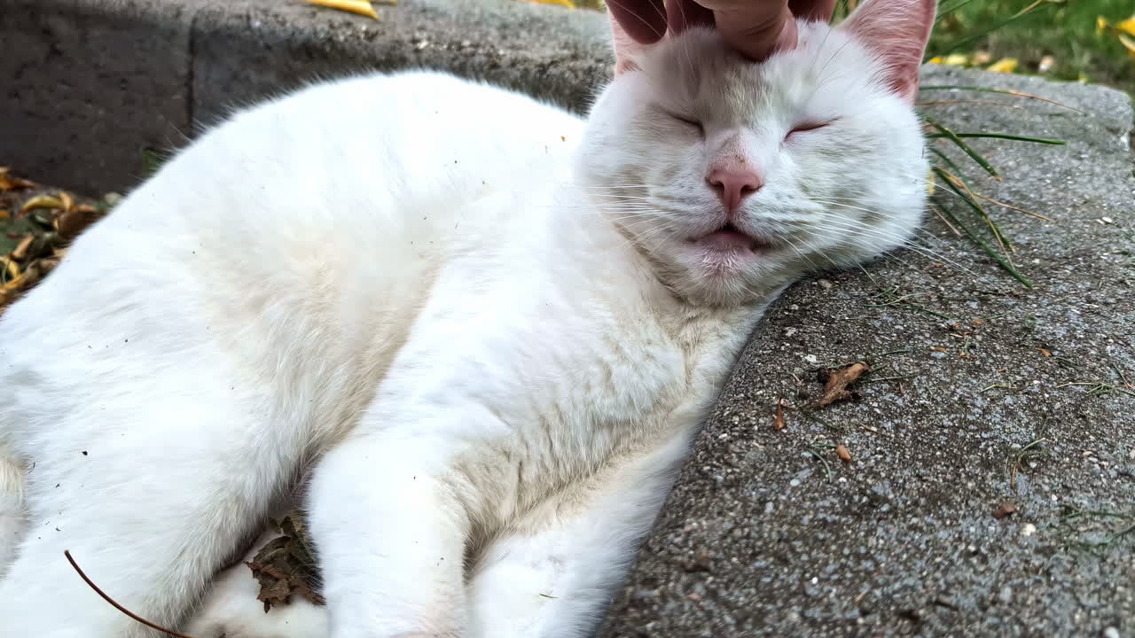White tabby cat lying on its side on a concrete surface, appearing relaxed as a hand pets it