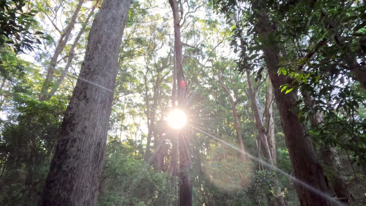 la luz del sol filtrándose a través del denso dosel del bosque