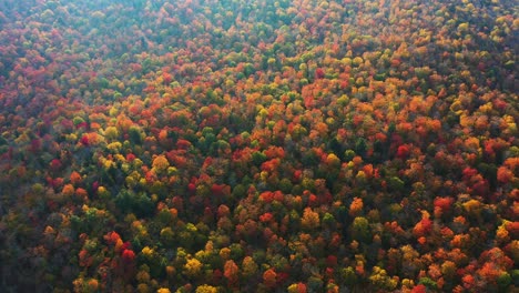 colorido bosque denso en colores de follaje otoñal, majestuosas exhibiciones naturales vista aérea