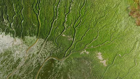 slikken van voorne amazing river eco system, marshland canals, top down aerial view, netherlands, wide angle