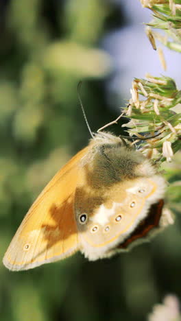 orange butterfly on flower