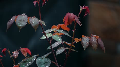 Upward-tilt-of-a-thorny-plant-with-red-and-green-leaves-in-a-garden