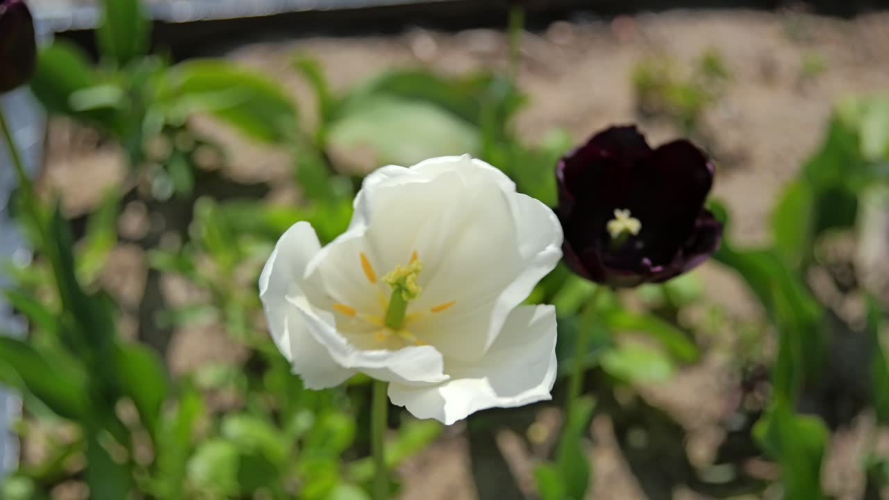 Handheld close-up of white and dark purple tulips with soft focus background.