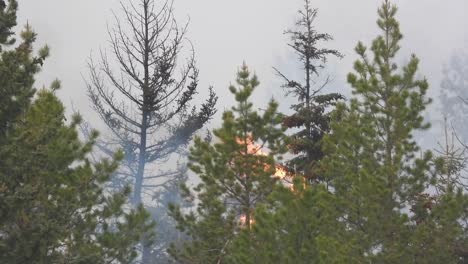 Waldbrände-Füllen-Den-Rauchigen-Himmel,-Während-Flammen-Grüne-Bäume-Erfassen