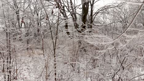 Eine-Vorwärtsbewegung-In-Eisbedeckte-Büsche-Vor-Eisregen