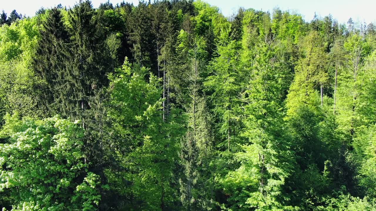Aerial Pedestal View Of Lush Green Forest Trees