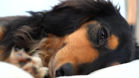 Perro-Salchicha-Soñoliento-Quedándose-Dormido