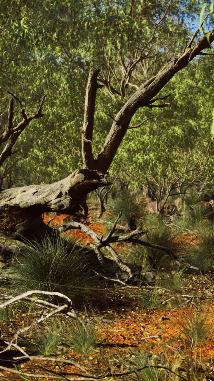 A fallen tree trunk lies on the forest floor, surrounded by green bush and red soil