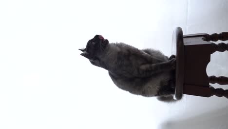 vertical video of a furry cat on a stool. silhouette of a cat with background of white curtains
