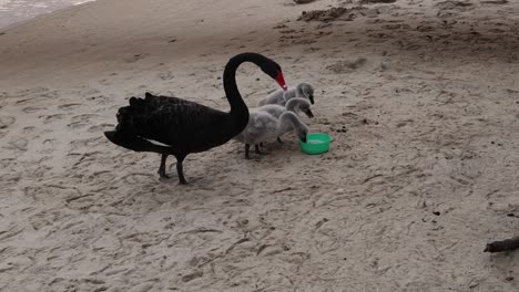 adult black swans feeding young cygnets on sandy beach