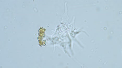 slime mold amoeba in high magnification in motion