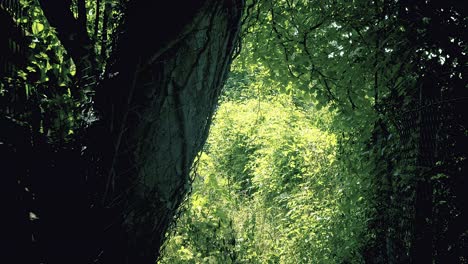 Coming-from-a-dark-haunting-secret-forest-path-to-a-bright-sunlit-overgrown-jungle