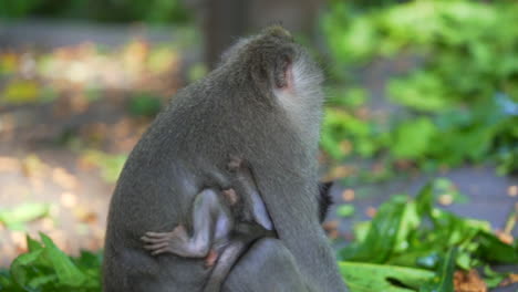 Mono-Madre-Aferrándose-A-Mono-Bebé-En-Lugares-Tropicales-En-Bali,-Indonesia