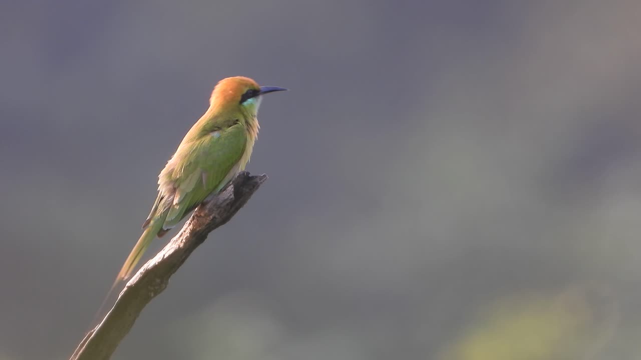 Bee eater in tree and waiting for pray 