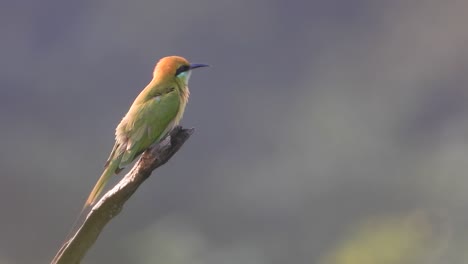 comedor de abejas en el árbol y esperando orar