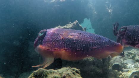 a pair of beautiful pharaoh cuttlefish dancing underwater