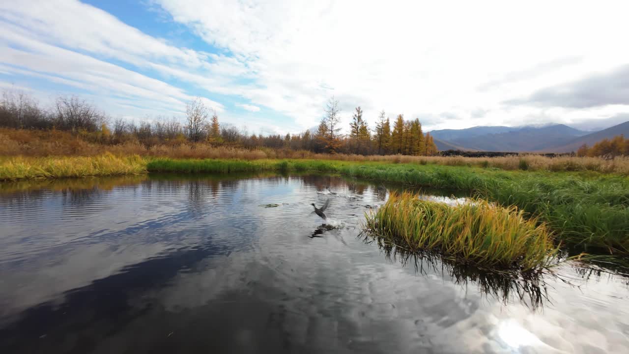 Experience the serene beauty of a sparkling lake nestled among colorful autumn trees, where birds gracefully glide across the water’s surface under a vast, blue sky.
